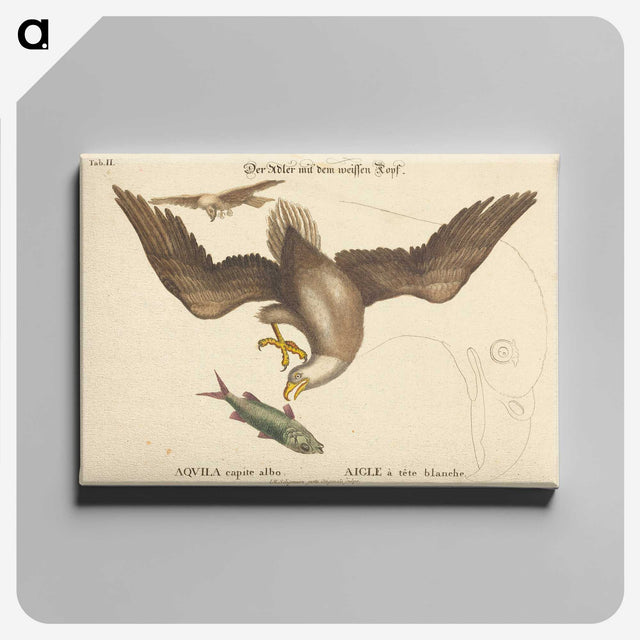2-22_Mark-Catesby_canvas