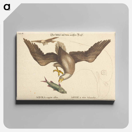 アートパネル-The Bald Eagle
 - マーク ケイツビー Canvas.