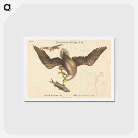 アートポストカード-The Bald Eagle
 - マーク ケイツビー Postcard.