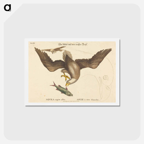 The Bald Eagle
 - Mark Catesby Postcard.