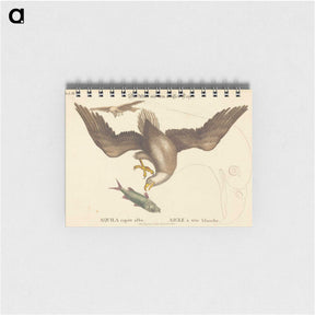2-22_Mark-Catesby_memo