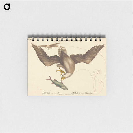 2-22_Mark-Catesby_memo