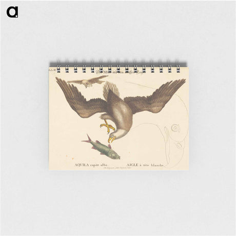 アートメモ帳-The Bald Eagle
 - マーク ケイツビー Memo.