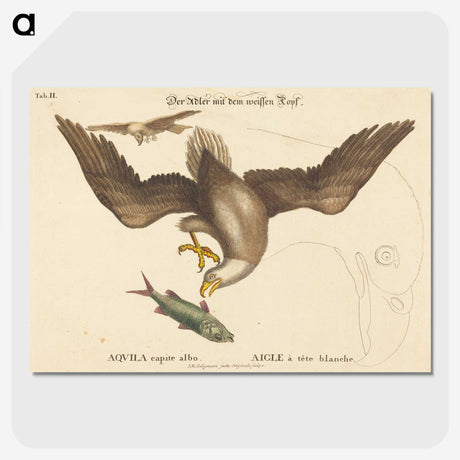 2-22_Mark-Catesby_picture-crop