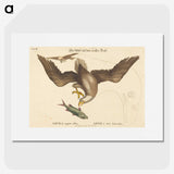 2-22_Mark-Catesby_picture