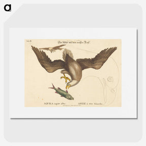 2-22_Mark-Catesby_picture