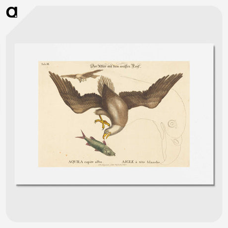 2-22_Mark-Catesby_picture