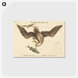 2-22_Mark-Catesby_postcard
