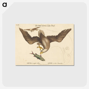 2-22_Mark-Catesby_postcard