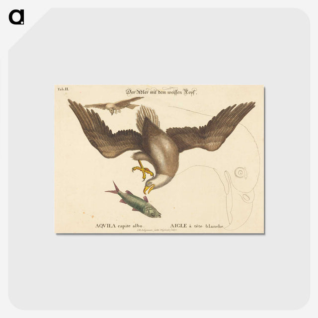 2-22_Mark-Catesby_postcard