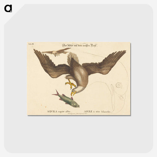 The Bald Eagle
 - マーク ケイツビー Postcard.