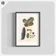 アートポスター-Balsam Fir Illustration
 - 薬用植物学 Poster.