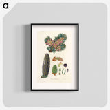 アートポスター-Balsam Fir Illustration
 - 薬用植物学 Poster.