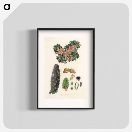 アートポスター-Balsam Fir Illustration
 - 薬用植物学 Poster.