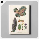 アートパネル-Balsam Fir Illustration
 - 薬用植物学 Canvas.