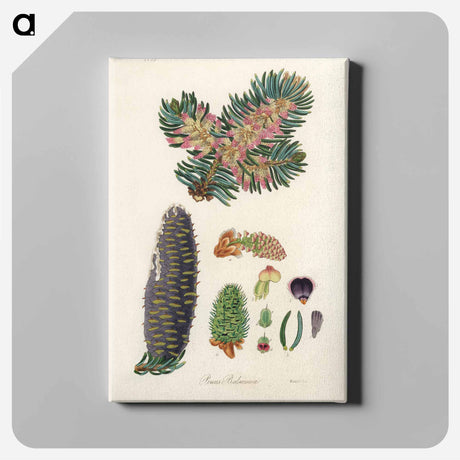 アートパネル-Balsam Fir Illustration
 - 薬用植物学 Canvas.