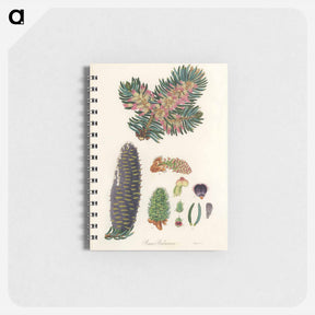 アートメモ帳-Balsam Fir Illustration
 - 薬用植物学 Memo.