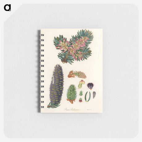 アートメモ帳-Balsam Fir Illustration
 - 薬用植物学 Memo.