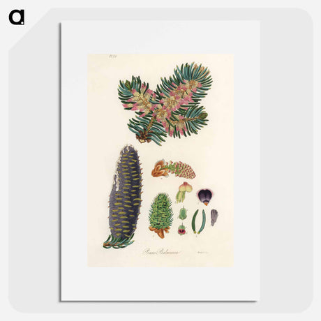 アートポスター-Balsam Fir Illustration
 - 薬用植物学 Poster.