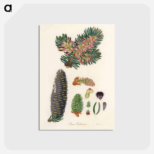 Balsam Fir Illustration
 - Medicinal Botany Postcard.
