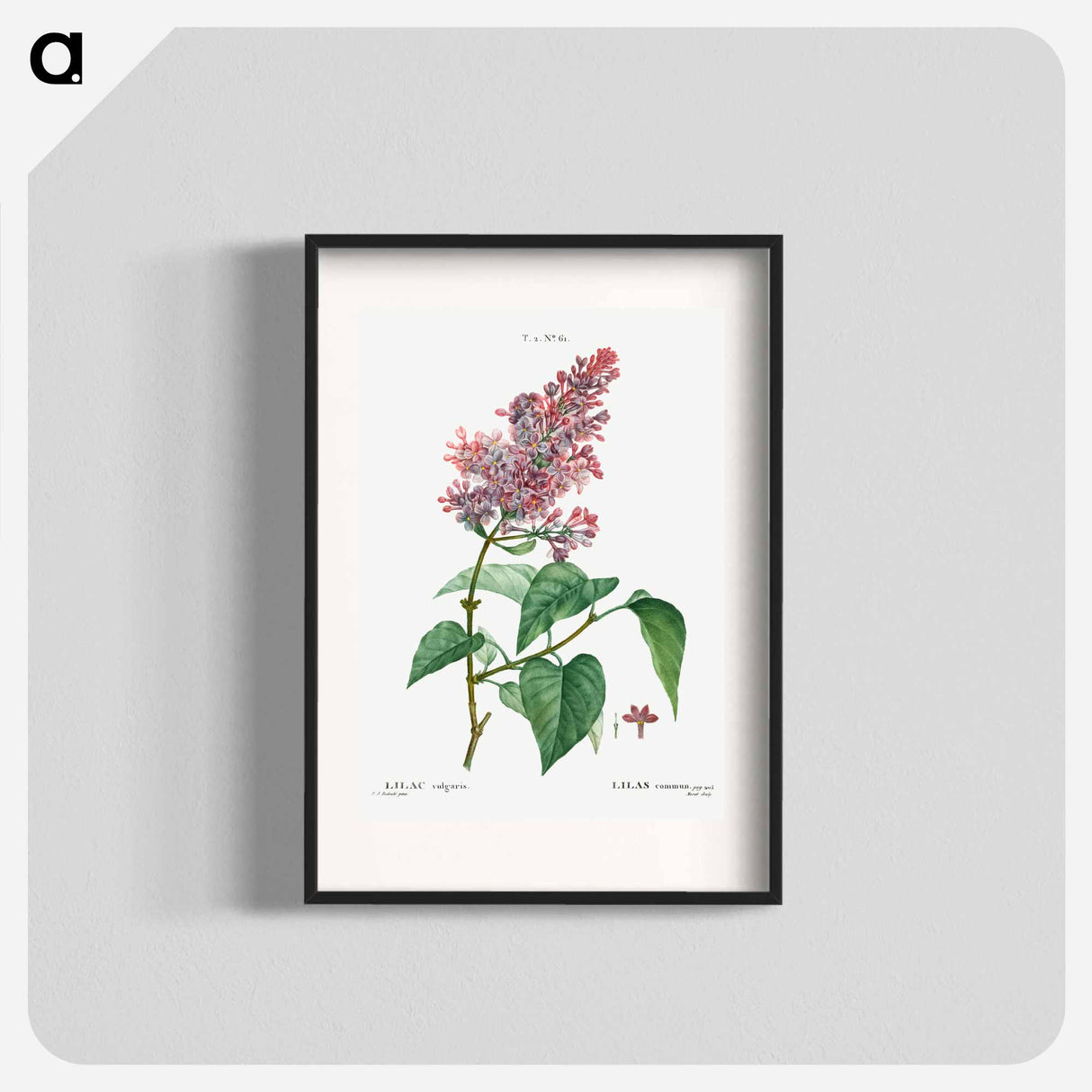 Common lilac - Pierre Joseph Redouté Poster.