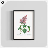 Common lilac - Pierre Joseph Redouté Poster.