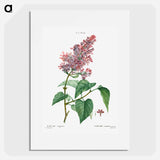 Common lilac - Pierre Joseph Redouté Poster.