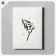 2-22_Pomona-Italiana_canvas