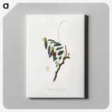 2-22_Pomona-Italiana_canvas