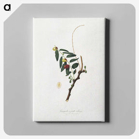 2-22_Pomona-Italiana_canvas