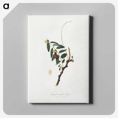 2-22_Pomona-Italiana_canvas
