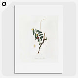 2-22_Pomona-Italiana_picture