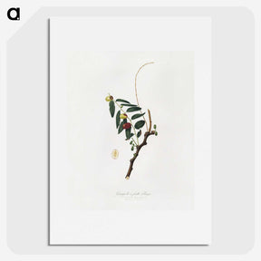 2-22_Pomona-Italiana_picture