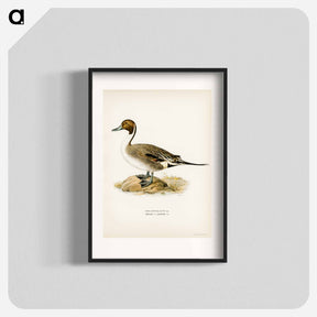 アートポスター-Northern Pintail
 - スヴェンスカ フォグラル Poster.