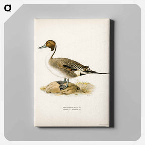 アートパネル-Northern Pintail
 - スヴェンスカ フォグラル Canvas.