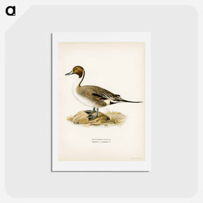 アートポストカード-Northern Pintail
 - スヴェンスカ フォグラル Postcard.
