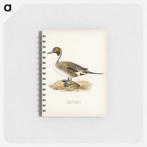アートメモ帳-Northern Pintail
 - スヴェンスカ フォグラル Memo.