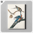 アートパネル-Passenger Pigeon
 - アメリカの鳥たち Canvas.
