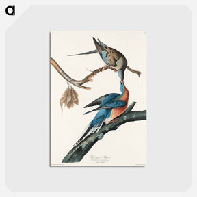 アートポストカード-Passenger Pigeon
 - アメリカの鳥たち Postcard.