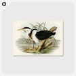 アートポストカード-Pied Egret
 - オーストラリアの鳥 Postcard.