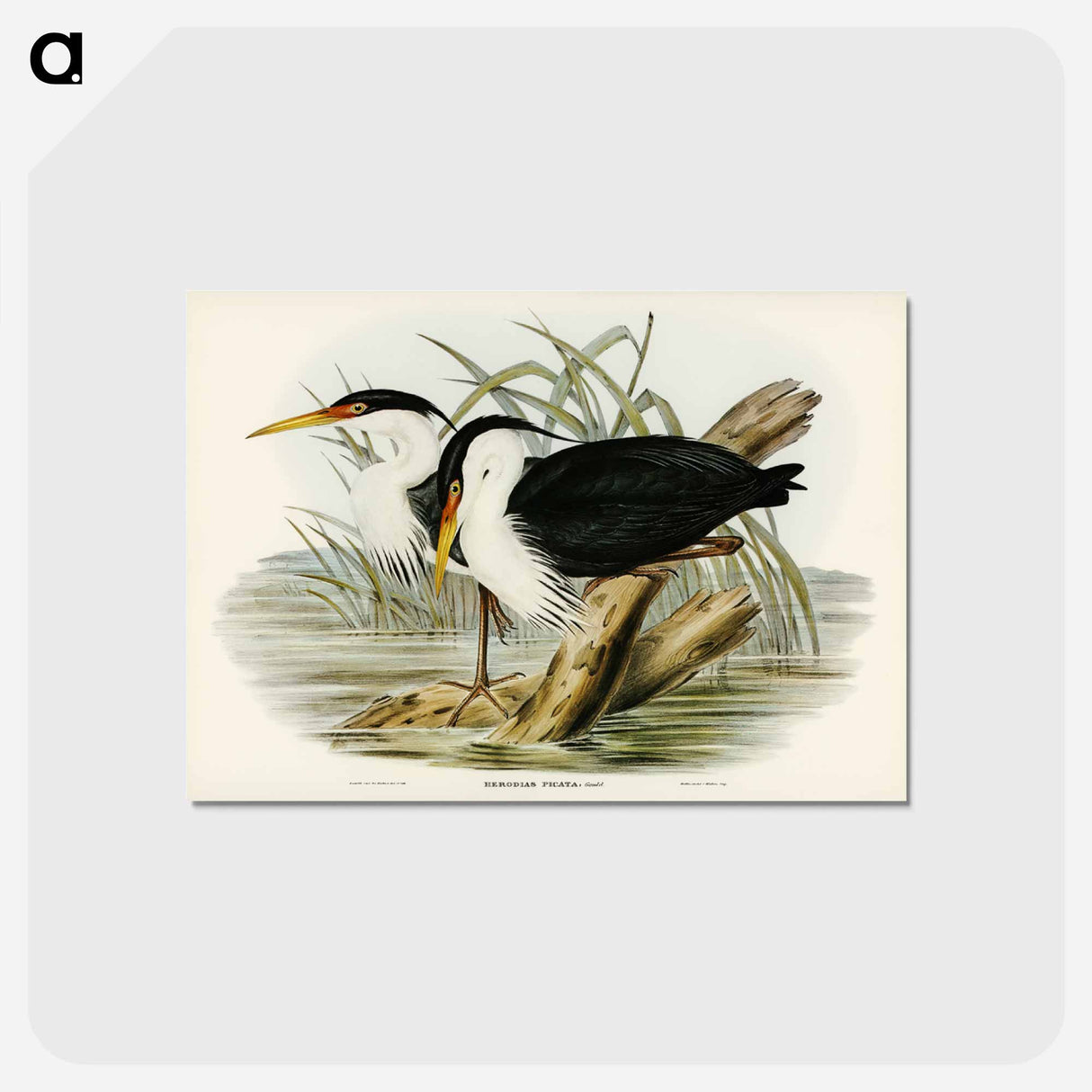 アートポストカード-Pied Egret
 - オーストラリアの鳥 Postcard.