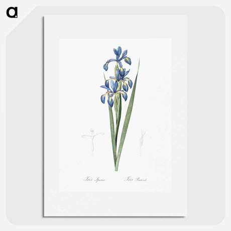 2-22_The-Lilies_picture