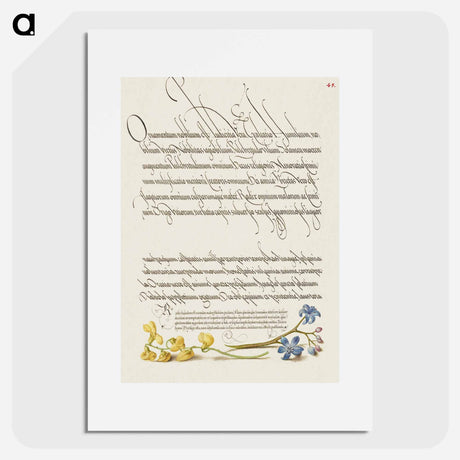 アートポスター-Bladder Senna and Alpine Squill from Mira Calligraphiae Monumenta
 - 書道のお手本 Poster.