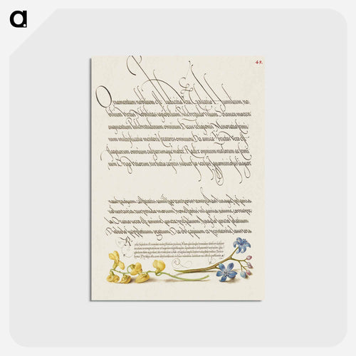 Bladder Senna and Alpine Squill from Mira Calligraphiae Monumenta
 - 書道のお手本 Postcard.
