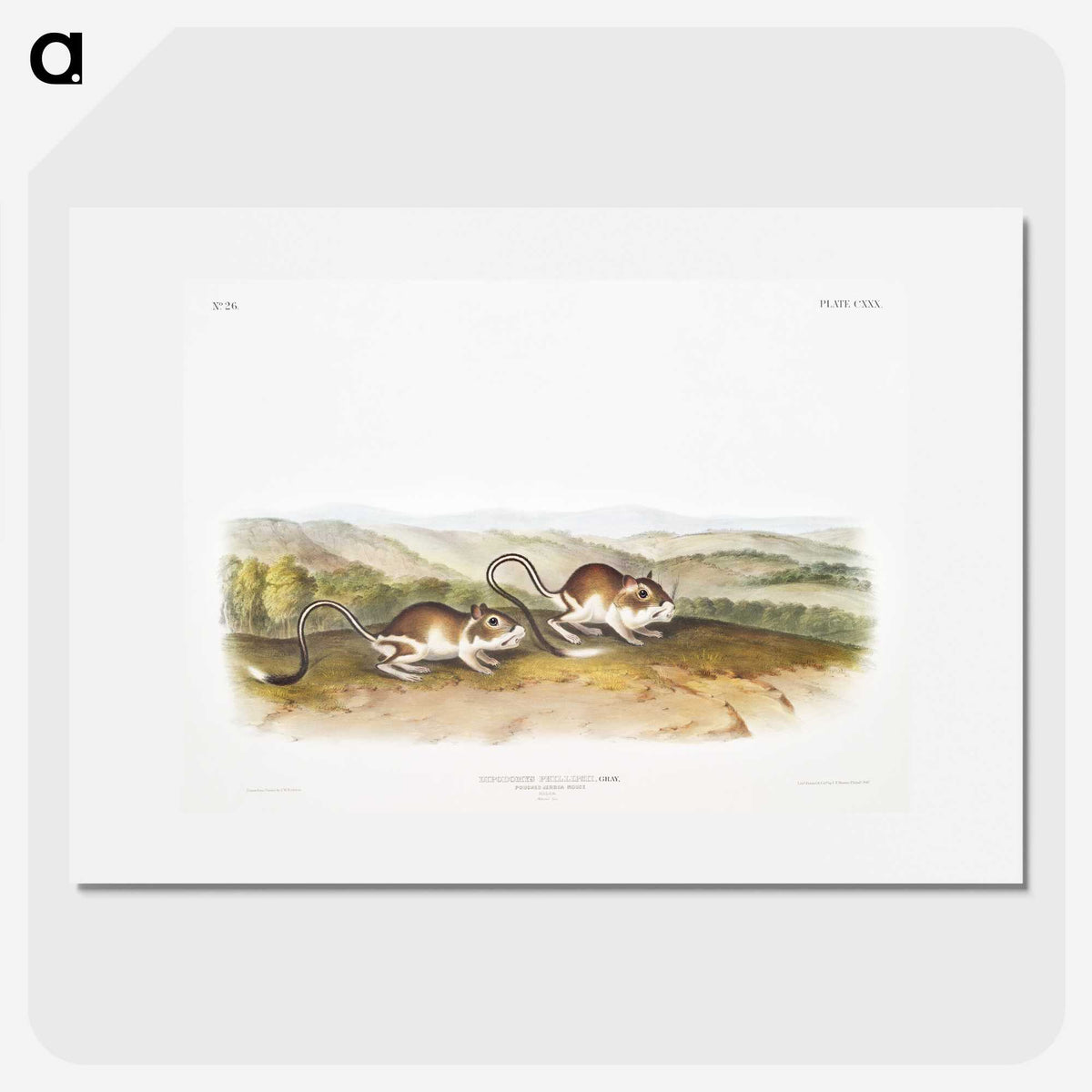 2-22_The-Viviparous-Quadrupeds_picture