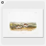 2-22_The-Viviparous-Quadrupeds_picture