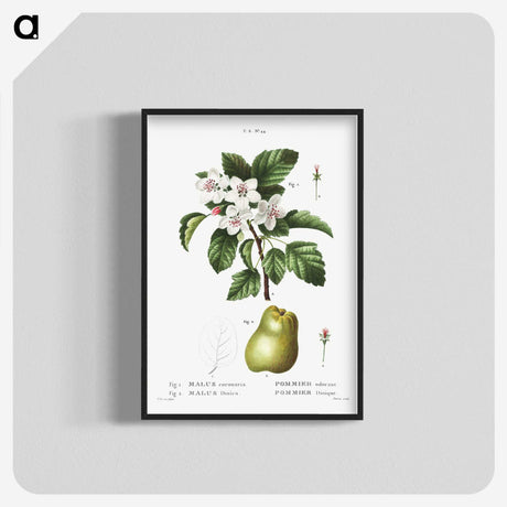 2-22_Treatise-on-Trees-and-Shrubs_blk-crop