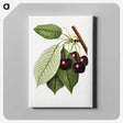 2-22_USDA-Watercolor-Fruit-Painting-Collection_canvas