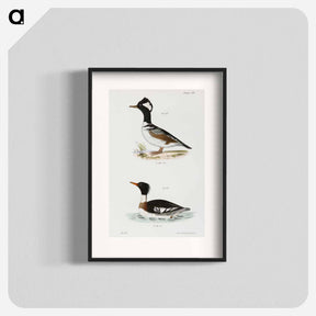 アートポスター-Hooded Sheldrake (Mergus cucullatus)  Red-breasted Sheldrake (Merganser serrator) - ニューヨークの動物学 Poster.