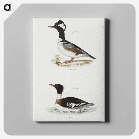 2-22_Zoology-of-New-York_canvas